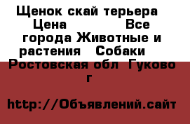 Щенок скай терьера › Цена ­ 20 000 - Все города Животные и растения » Собаки   . Ростовская обл.,Гуково г.